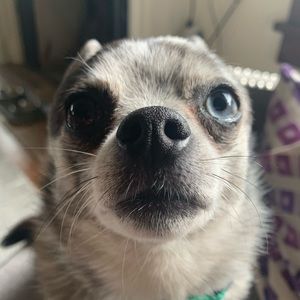 Meet your Posher, Eliot